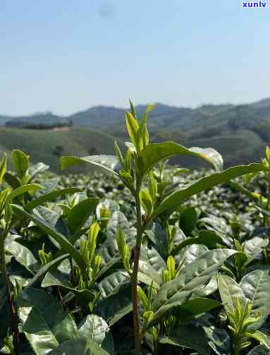 原产地茶农自销茶叶-原产地茶农自销茶叶违法吗