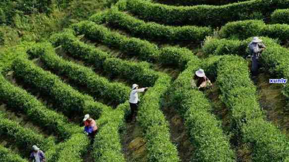 原产地茶农自销茶叶-原产地茶农自销茶叶违法吗