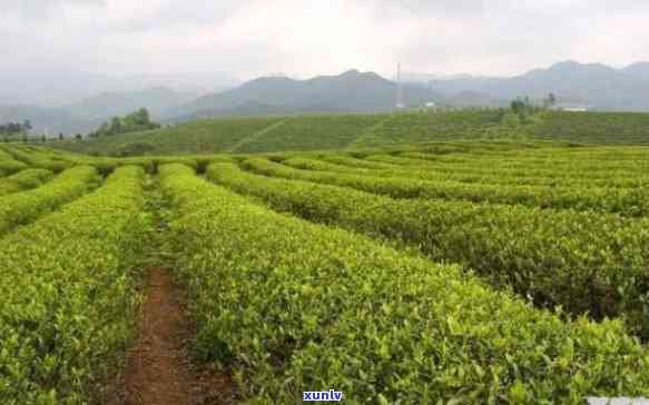 原产地茶农自销茶叶-原产地茶农自销茶叶违法吗