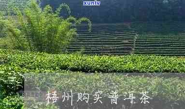 梧州那里有新茶叶-梧州那里有新茶叶卖吗