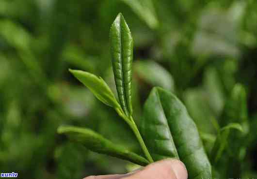 对心血管有益的茶叶有哪些，护心养血管，这些茶叶你不可错过！