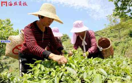 一小块一小块的茶叶-一小块一小块的茶叶是什么茶叶