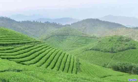 余哪里有卖好茶叶的地方？茶叶场、销售网点地址推荐