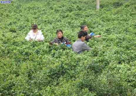 探寻珍品：公认喝的生普洱茶推荐