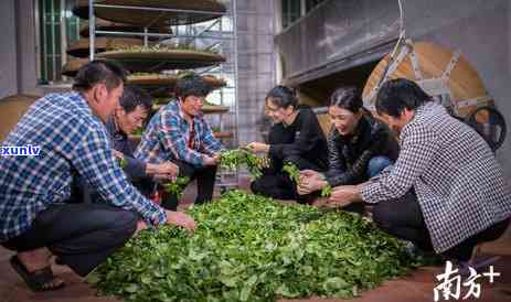 600块一斤的茶叶什么档次，高价茶叶评测：600元/斤的茶叶属于哪个档次？