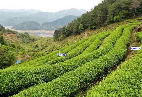 代江西南平州茶叶-南平的茶叶