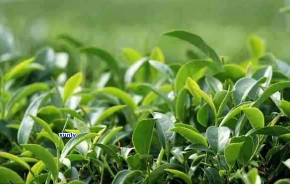 叶子比较宽的茶叶是什么茶，揭秘宽叶茶叶：它们属于哪种茶类？