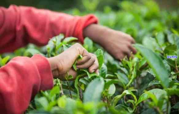 清明节前采摘的茶叶能喝吗，清明前采茶，新茶能否饮用？