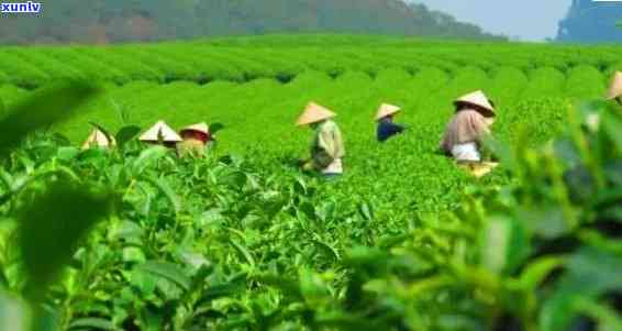 州哪里有好的茶叶-州哪里有好的茶叶卖