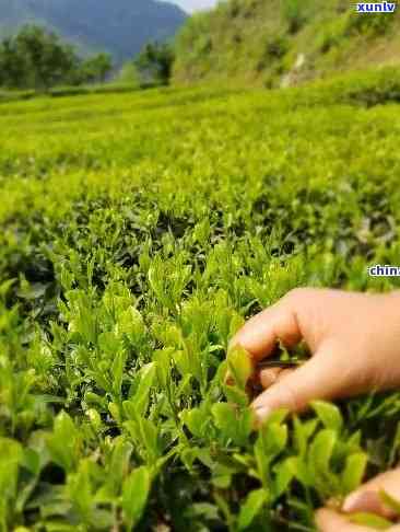 州哪里有好的茶叶-州哪里有好的茶叶卖