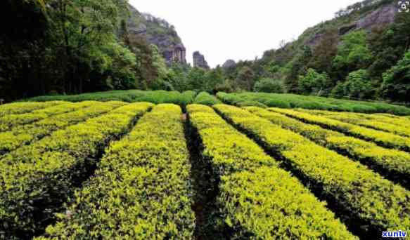 武夷山有茶叶场，探索武夷山：揭秘茶叶场的繁荣景象