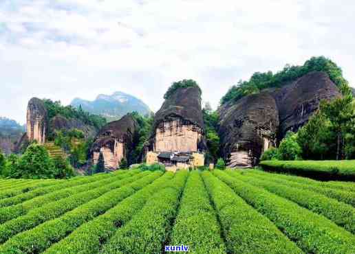 武夷山有茶叶场，探索武夷山：揭秘茶叶场的繁荣景象