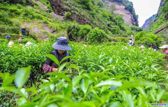 武夷山有茶叶场，探索武夷山：揭秘茶叶场的繁荣景象