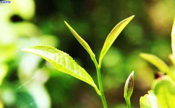 武夷山一枝独秀茶叶图片，欣中国茶文化的魅力：武夷山一枝独秀茶叶图片