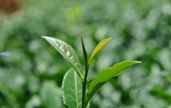 武夷山一枝独秀茶叶图片，欣中国茶文化的魅力：武夷山一枝独秀茶叶图片