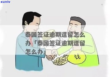 云南七子冰岛茶的介绍：价格、品种与口感解析