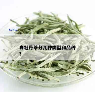 新普洱茶 LTR0088 - 高品质茶叶体验，让您的口腔感受纯净与回