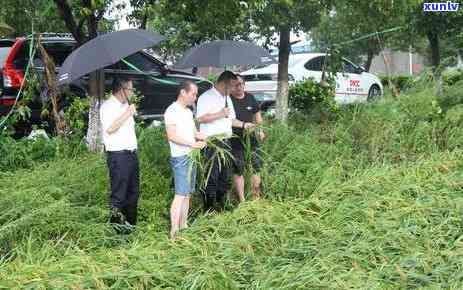 原生态茶叶价格表一-原生态茶叶价格表一斤多少钱