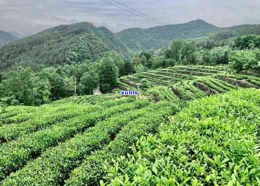 陕西哪个地方有茶叶卖，寻找好茶？陕西哪些地方有优质的茶叶供应？