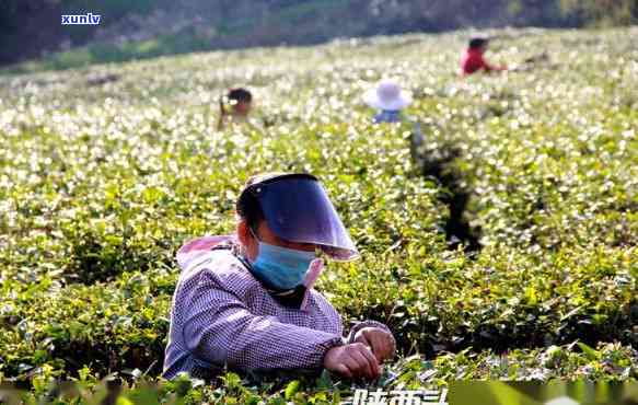 陕西哪个地方有茶叶卖，寻找好茶？陕西哪些地方有优质的茶叶供应？