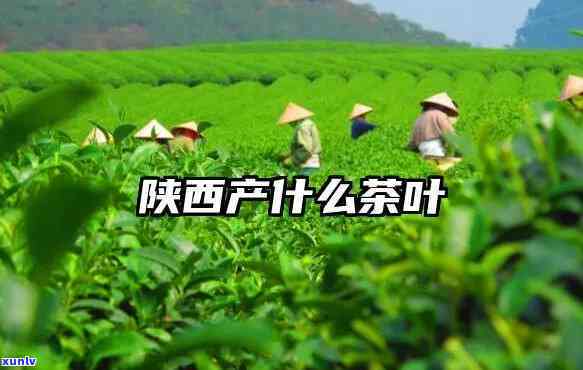 陕西产茶的地方：排名、位置与知名产地全解析