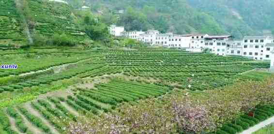 陕西哪个地方有茶叶-陕西哪个地方有茶叶场