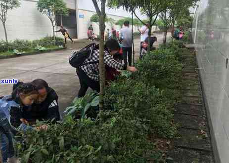 雅安吉祥茶厂股份，探索四川雅安吉祥茶厂股份的茶叶故事与文化传承