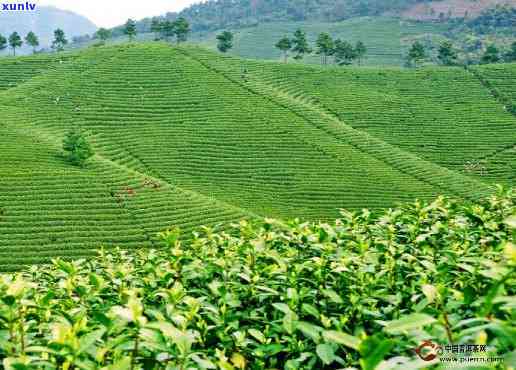 广西哪里种茶叶最多？了解全区茶叶种植情况及优质产区