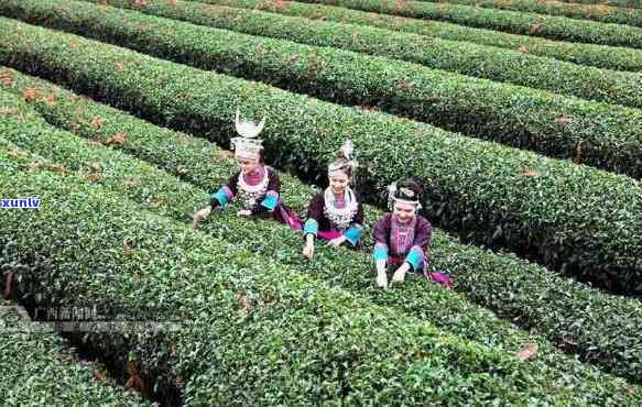 广西哪里种茶叶最多？了解全区茶叶种植情况及优质产区