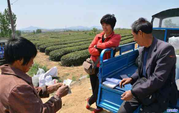 茶其实就是树叶子，揭秘茶叶的真正身份：不过是树叶子而已！