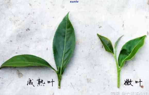 为什么有的茶叶里有很长的梗，揭秘茶叶中的长梗：原因解析与品质影响