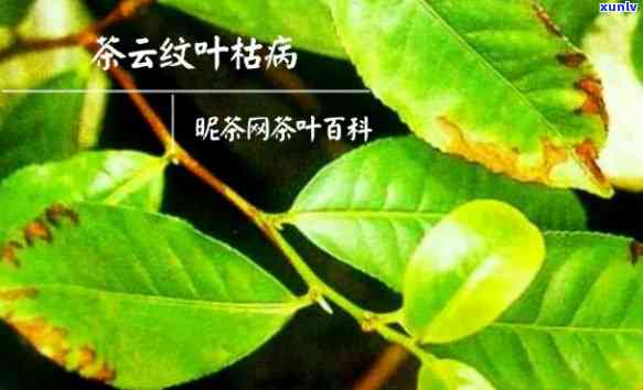 四茶叶子干枯掉叶-四茶叶子干枯掉叶怎么回事