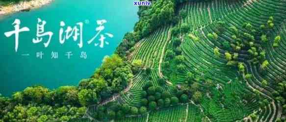 千岛湖的茶叶-千岛湖的茶叶是什么