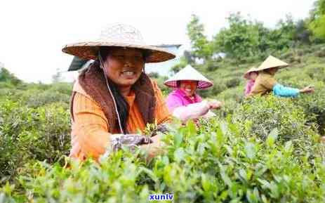 都有什么地方的茶叶-都有什么地方的茶叶好