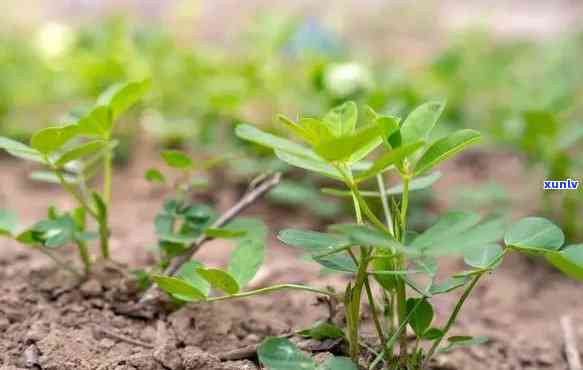 花生叶怎样 *** 茶叶肥料，「自制茶叶肥料」：用花生叶提高植物生长力