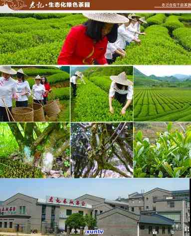 老记春城武夷山茶叶-老记春城(武夷山)茶业