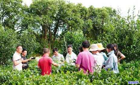 像菜叶子一样的茶叶-像菜叶子一样的茶叶叫什么