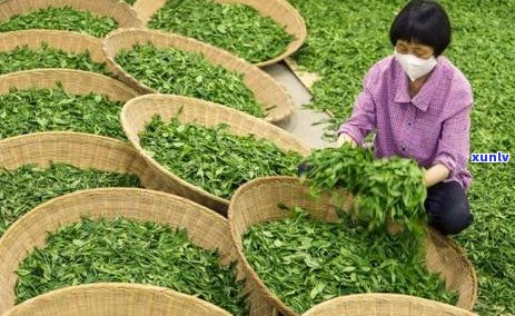 黄山脚下卖茶叶的茶农是真的嘛，揭秘黄山脚下的茶农：他们是真实的吗？