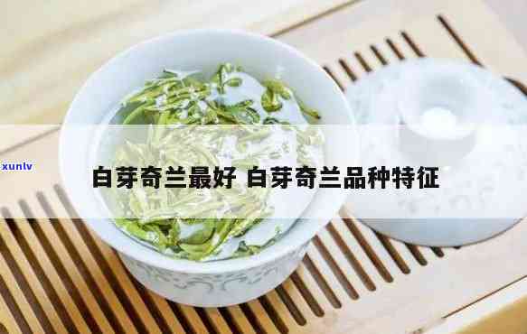 白芽奇兰茶的特点，探秘白芽奇兰茶的独特特点