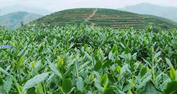 武夷山西瓜一号茶叶-武夷山西瓜一号茶厂