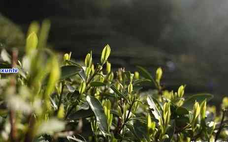 清明节前采制的茶叶是什么茶？