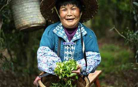 喝茶不小心吞了茶叶-喝茶不小心吞了茶叶怎么办