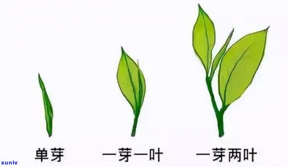 一尖一叶的是啥茶叶啊，一探究竟：一尖一叶的茶叶是什么？