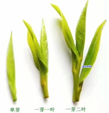 一叶两尖：茶叶、植物、象征全解析