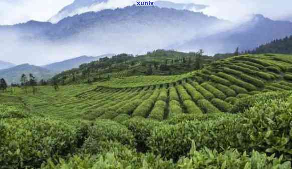 中国历悠久的茶叶产地，探秘中国历悠久的茶叶产地，品味千年茶文化的魅力