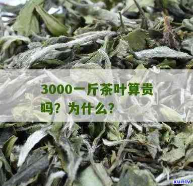 3000一斤茶叶，高价茶叶！每斤售价达3000元，你是否愿意尝试？