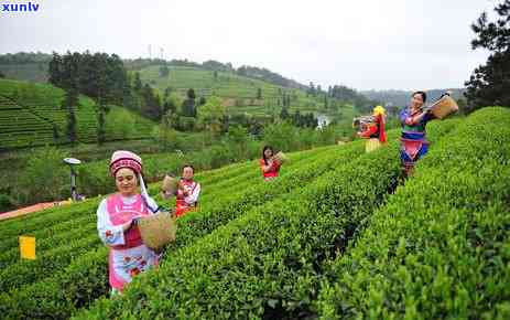 中国进口肯尼亚茶叶-中国进口肯尼亚茶叶吗