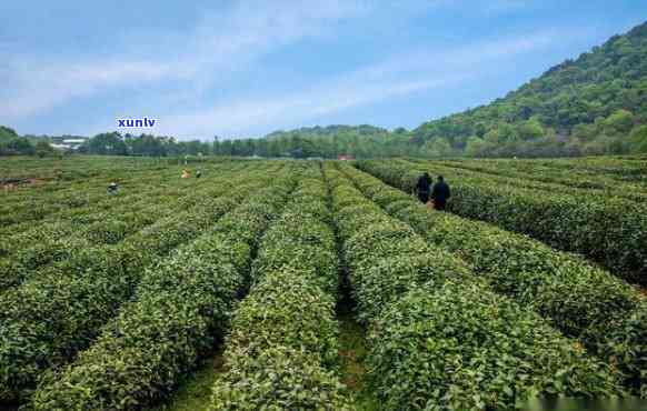 我国产量更大的茶叶基地，揭秘中国更大茶叶生产基地：年产量惊人，品质优良！