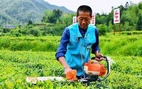 卖点常市塔山茶叶-卖点常市塔山茶叶的店