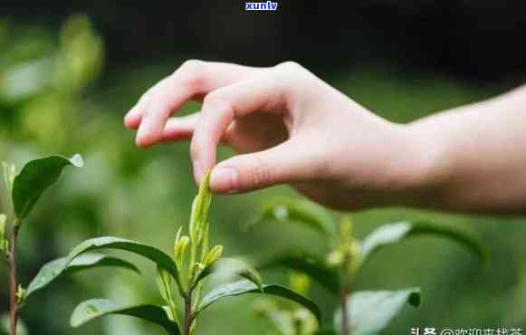 女孩子能不能喝茶叶茶？全面解析女性饮茶的适宜与禁忌